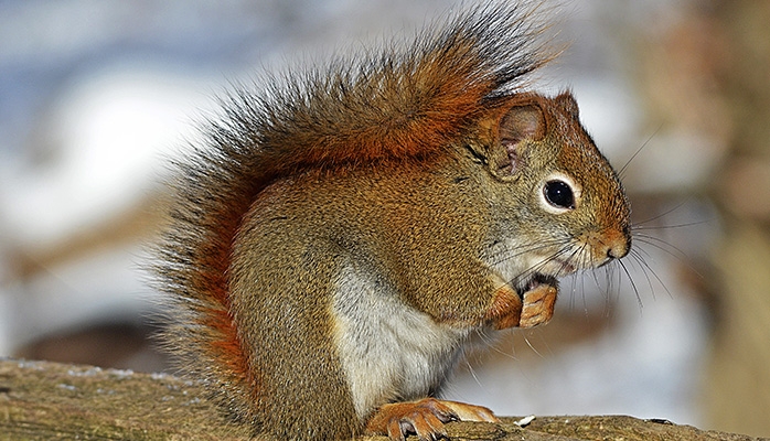 Nouveau rapport sur le financement de la biodiversité en Belgique 