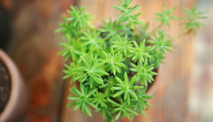 Amendement à la Convention d’Espoo sur l’évaluation de l’impact sur l’environnement dans un contexte transfrontalier 