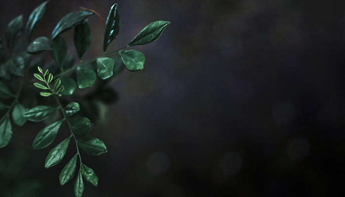 Taxonomie et CSRD ou comment l'Europe passe au vert