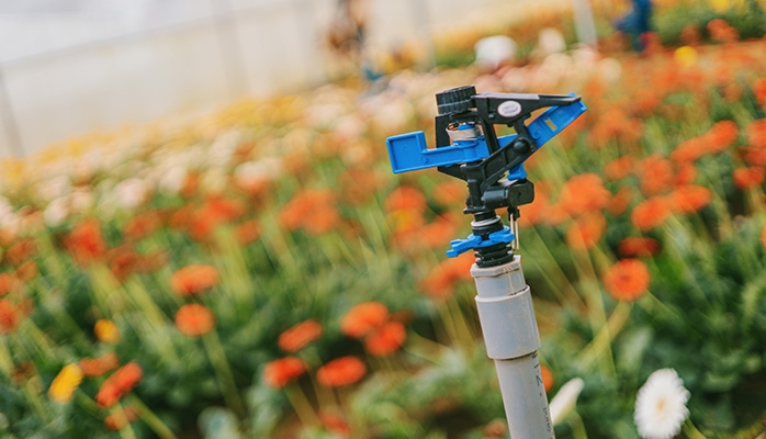 Les abeilles belges victimes des pesticides : de nombreuses espèces sont menacées